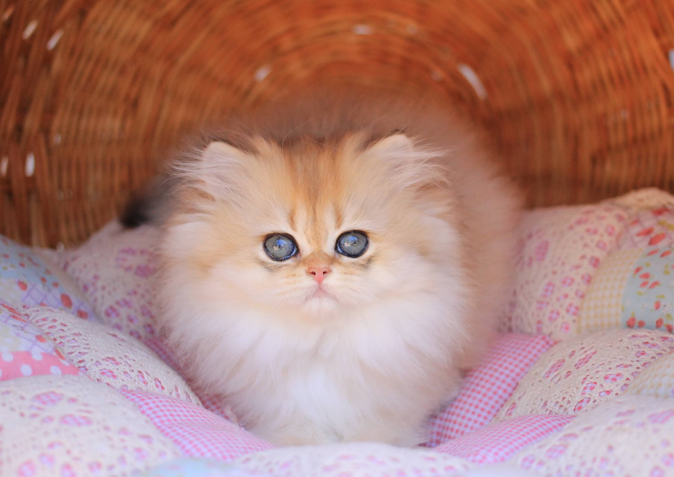 Eva British Longhair Female (Available) $2800