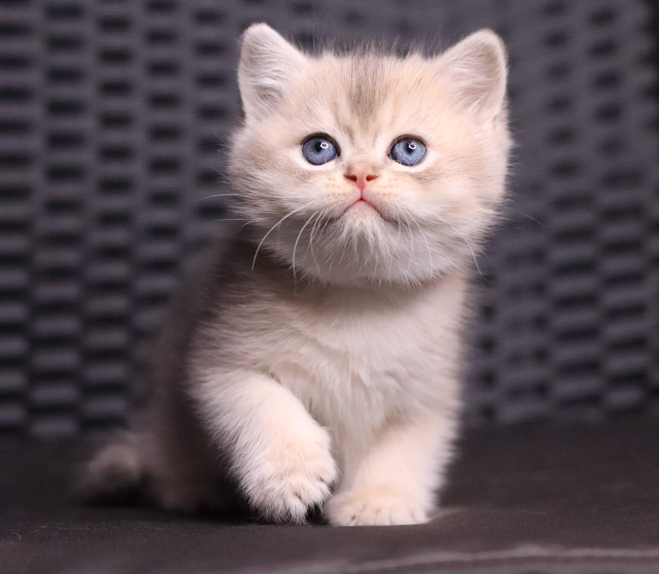 Jett British Shorthair Male (Available) $2700
