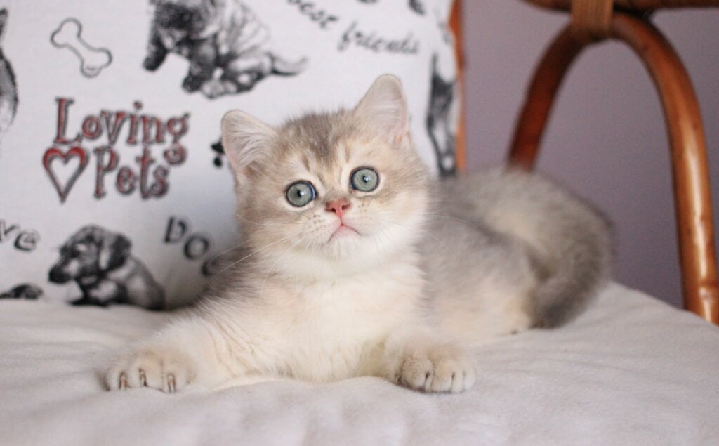 Jett British Shorthair Male (Available) $2700