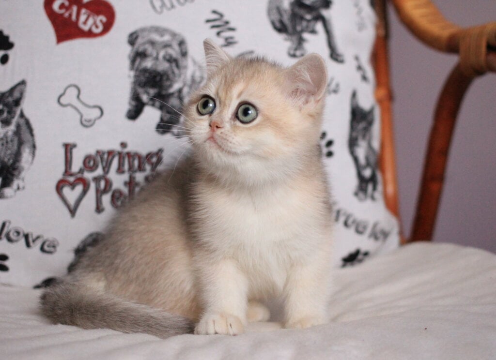 JuJu British Shorthair Female (Available) $2650