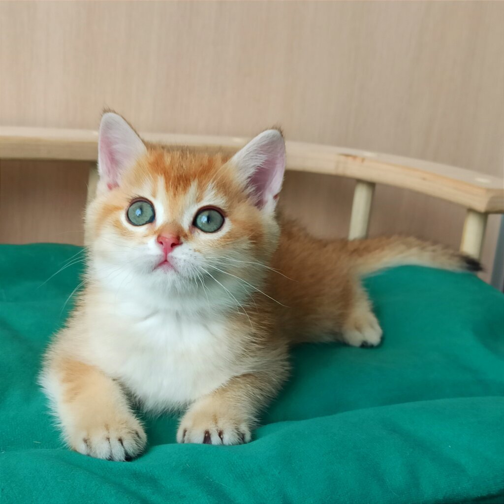 Aphrodite British Shorthair Female (Available) $2800