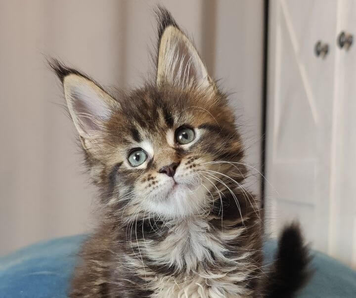 Kenzo Maine Coon POLY Male (Available) $3400