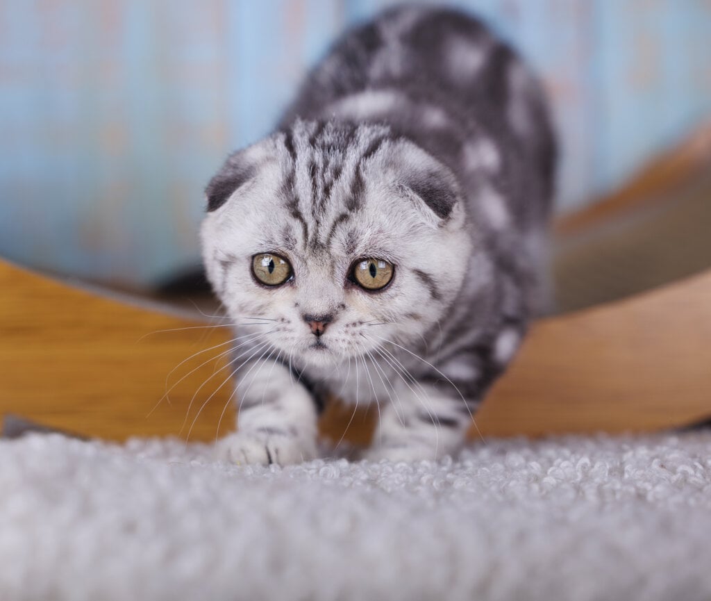 Ofelia Scottish Fold Female (Available) $2850