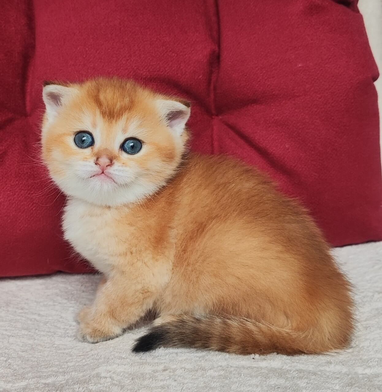 Olli Scottish Fold Female (Available) $2500