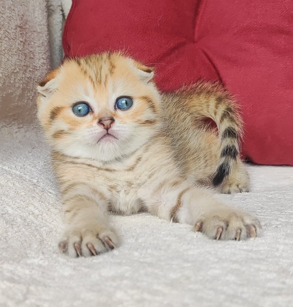 Natan Scottish Fold Male (Available) $2700