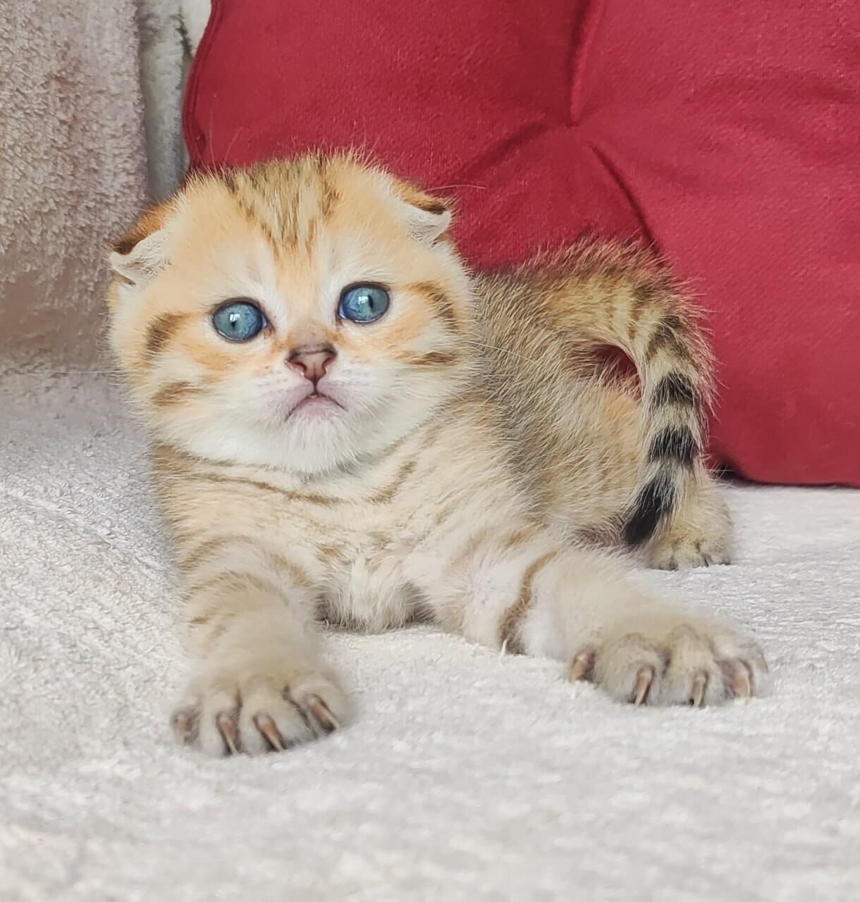Natan Scottish Fold Male (Available) $2700