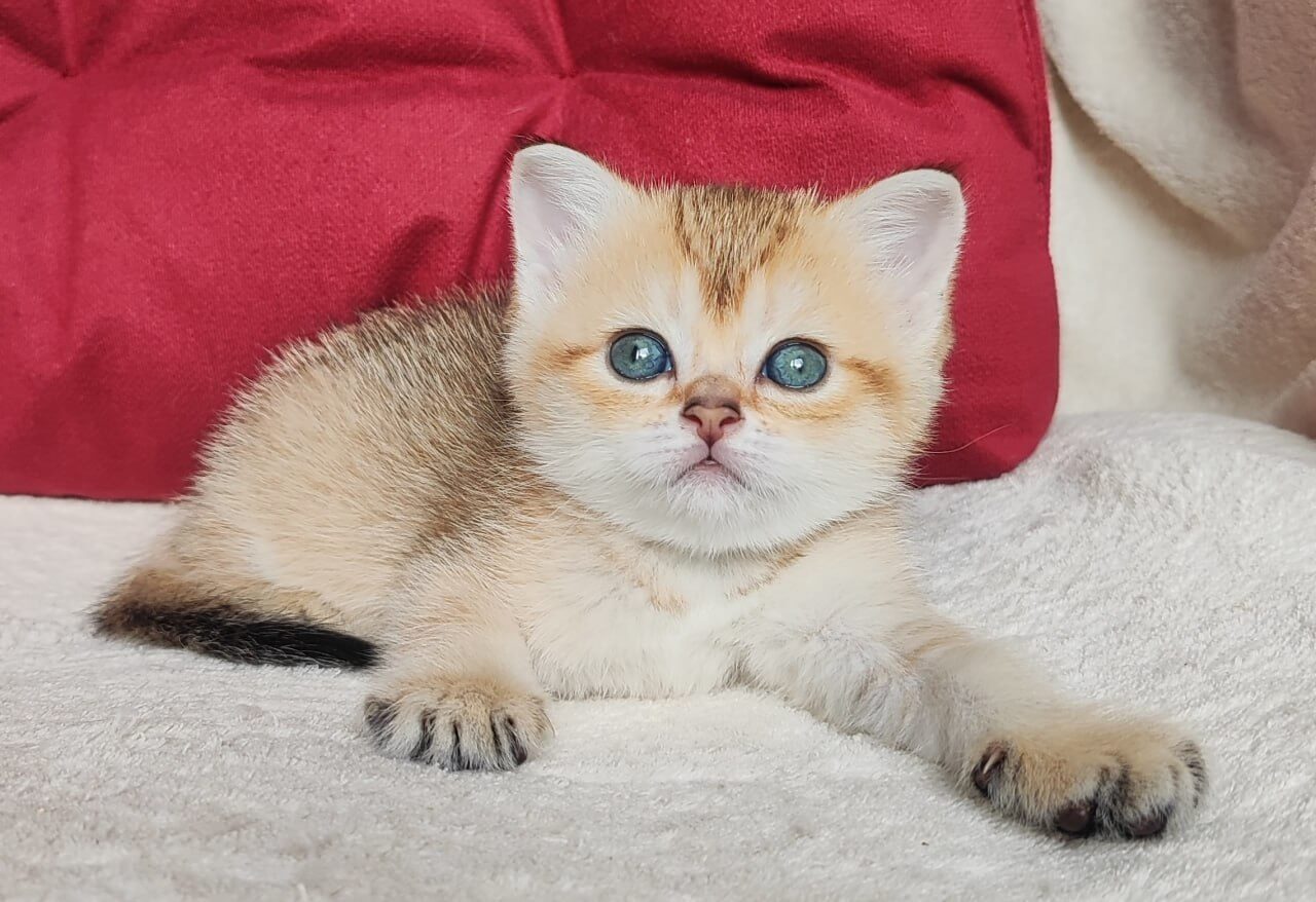 Nicole Scottish Straight  Female (Available) $2600