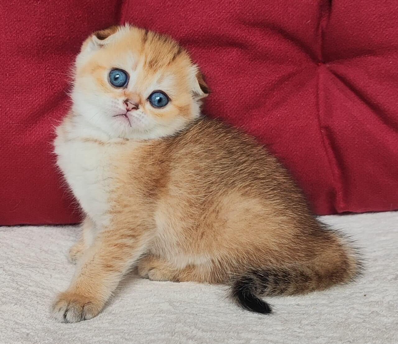 Ninele Scottish Fold Female (Available) $2700