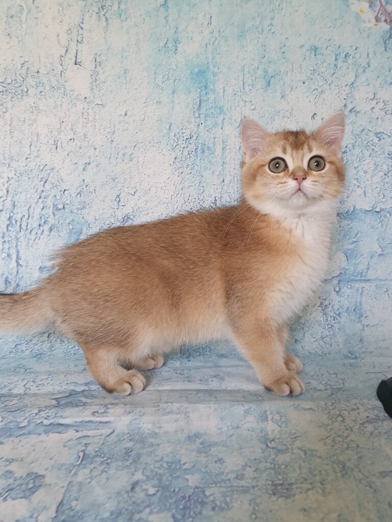 Polina British Shorthair Female (Available) $2550