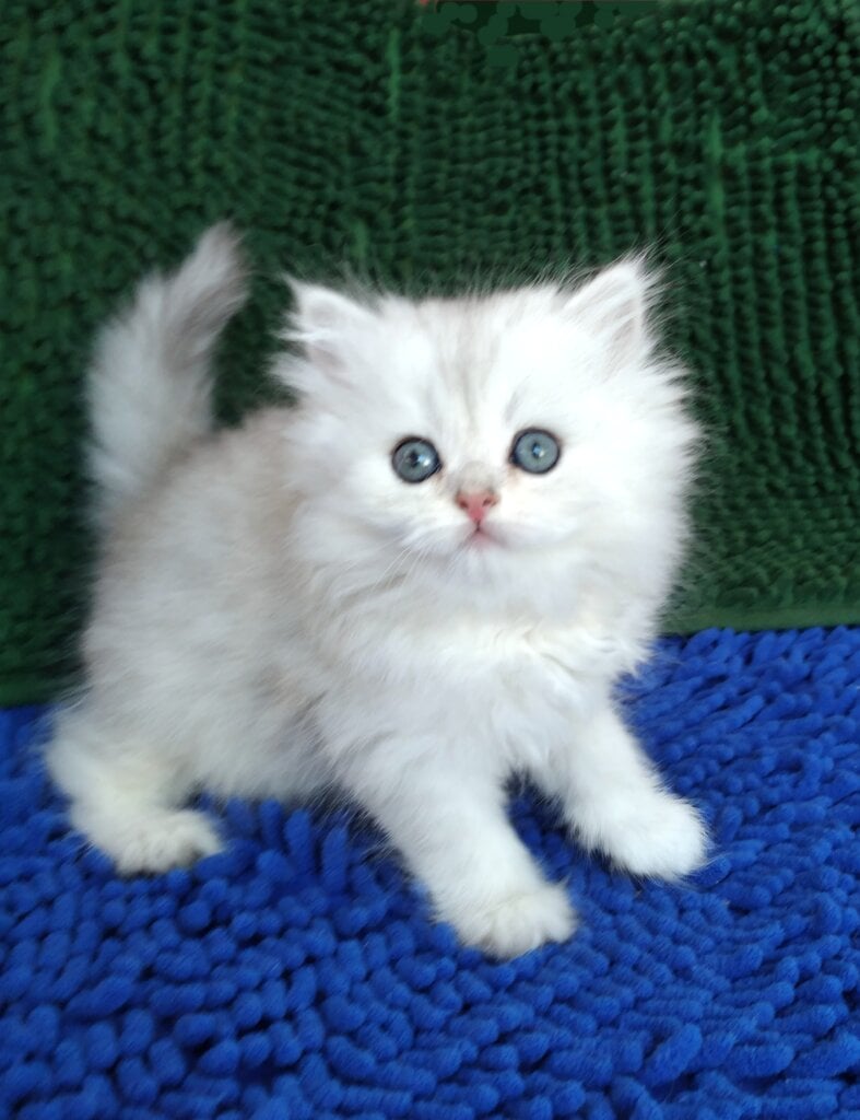 Marsel Persian Male (Available) $2550