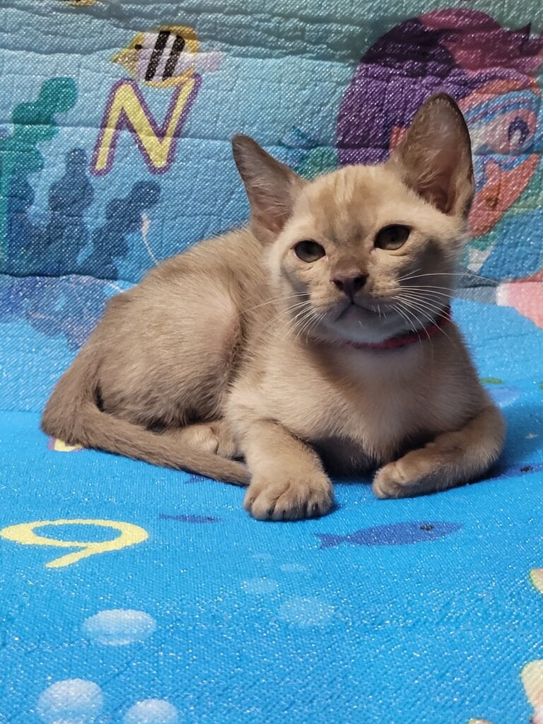 Norman Burmese Male (Available) $2950