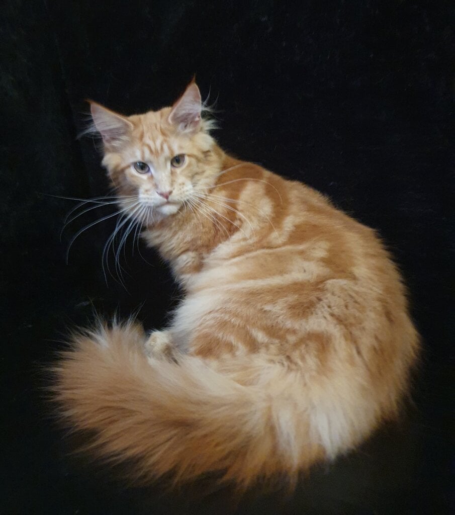 Archi Maine Coon Male (Available) $3300