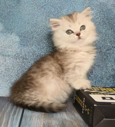 Rubi Munchkin Female (Available) $3600