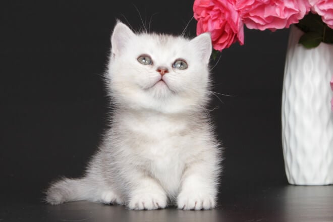 Triniti  Munchkin Male (Available) $3700