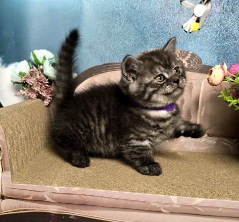 Sirius Munchkin Male (Available) $3400