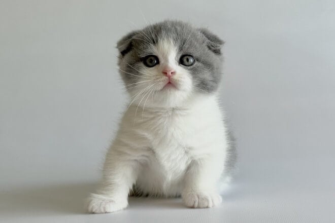 U-Rostislav Munchkin Male (Available) $3850