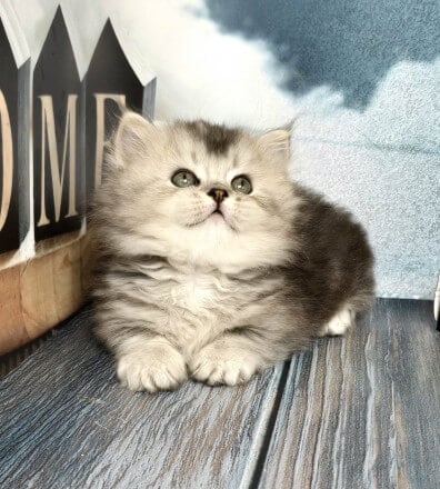 Ravelle Munchkin Male (Available) $3600