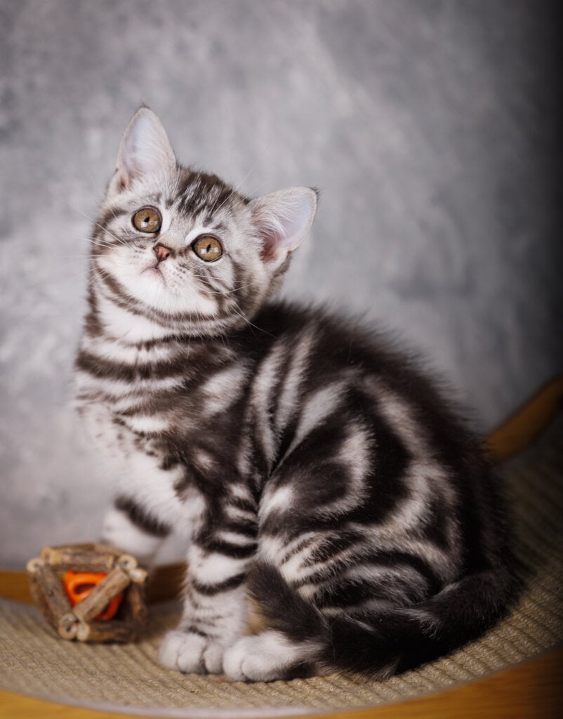 Major Scottish Straight Male (Available) $2650