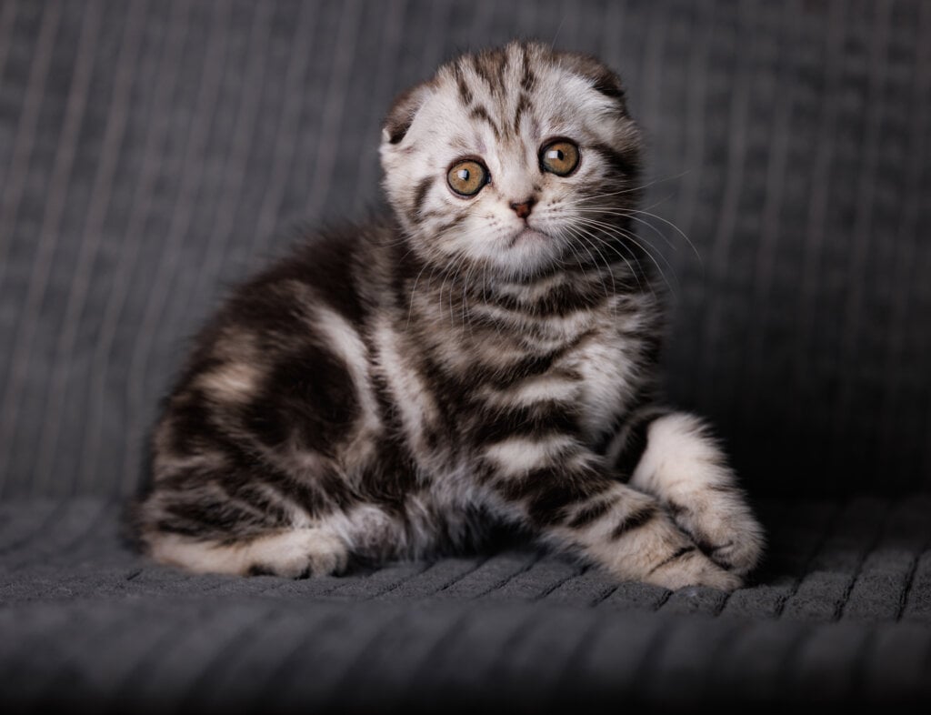 Nika Scottish Fold Female (Available) $2850