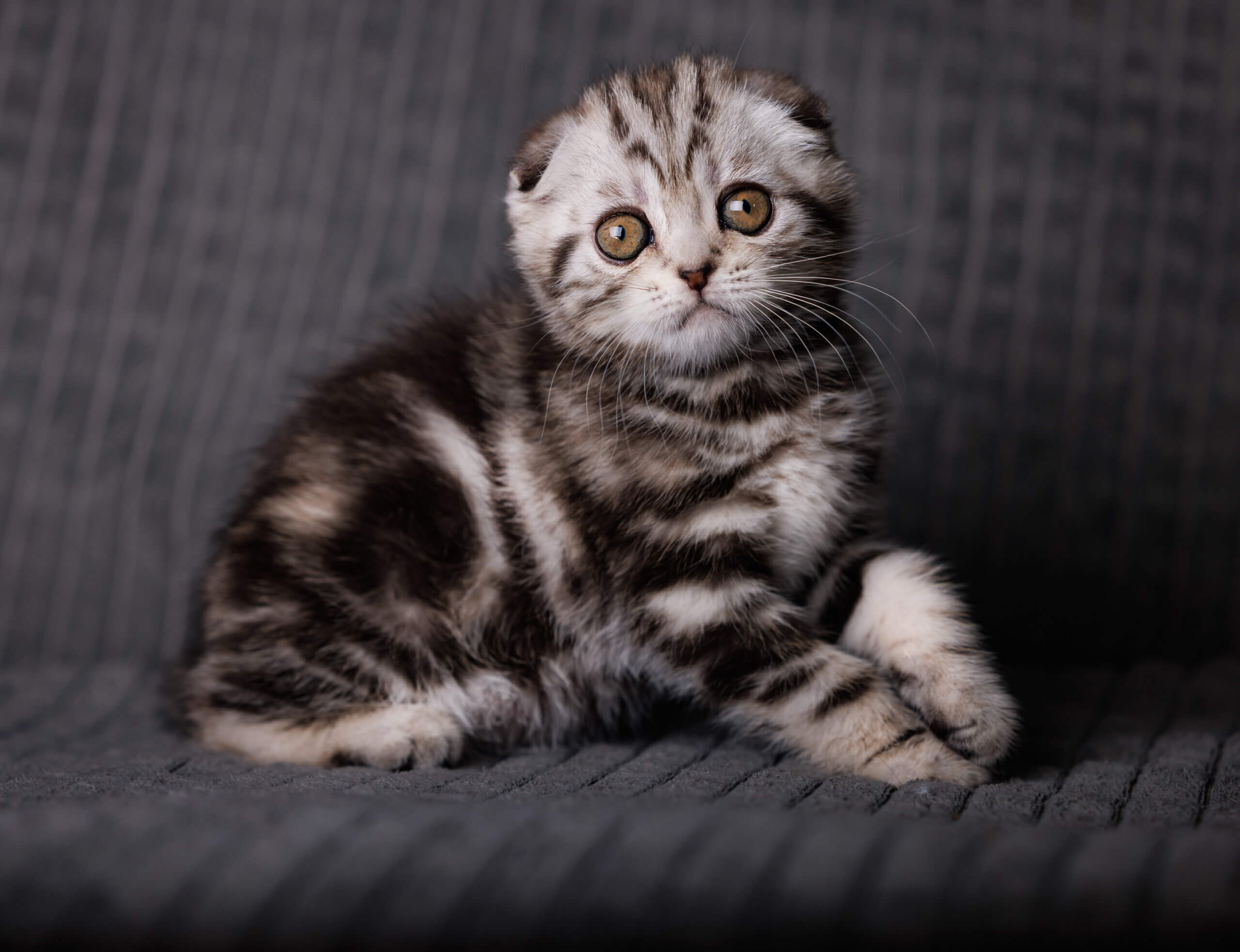 Nika Scottish Fold Female (Available) $2850