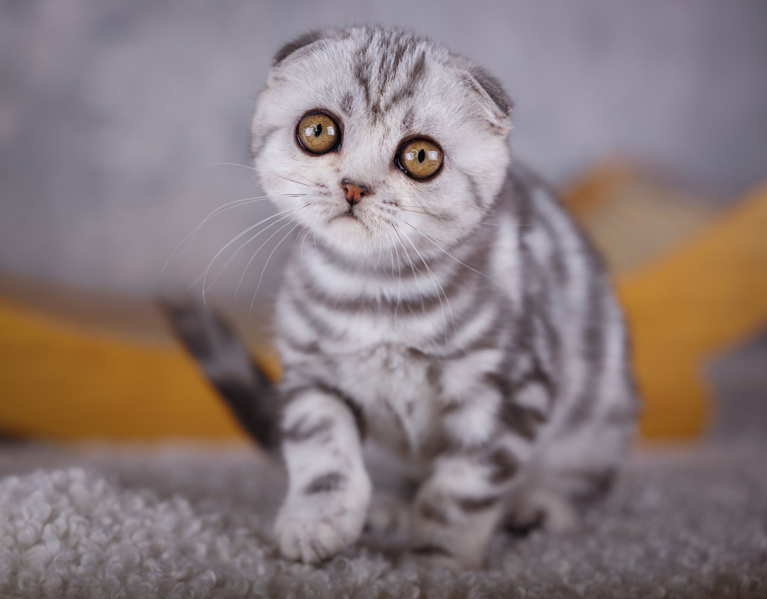 Olivia Scottish Fold Female (Available) $2850