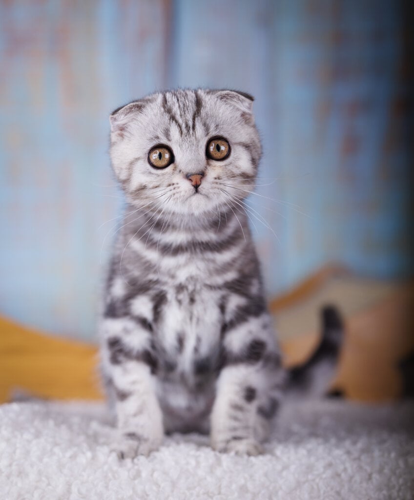 Orbit Scottish Fold Male (Available) $2700