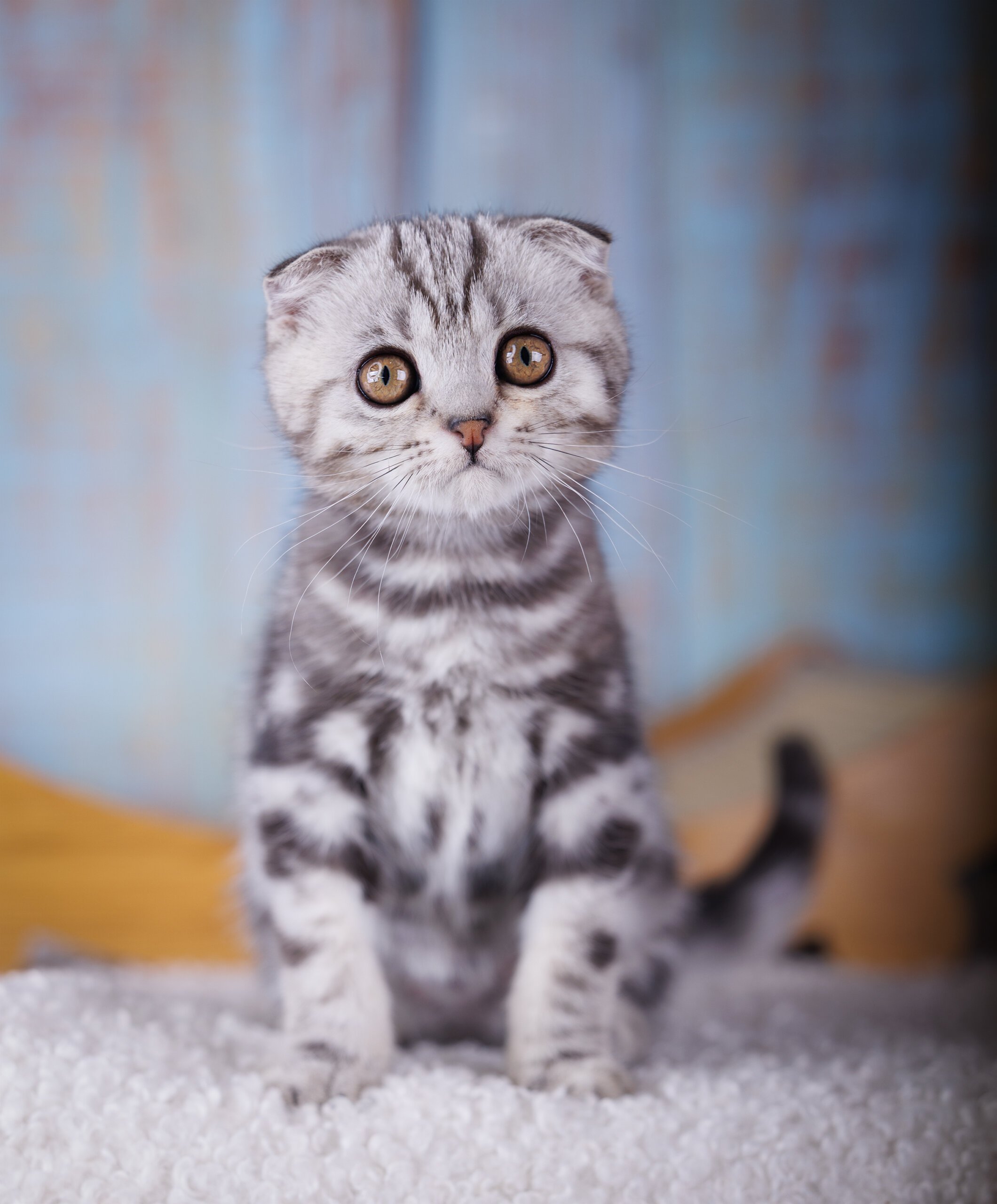 Orbit Scottish Fold Male (Available) $2700