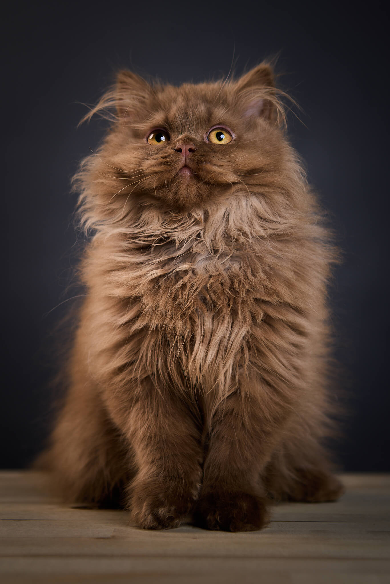 Kiryusha British Longhair Male (Available) $3450