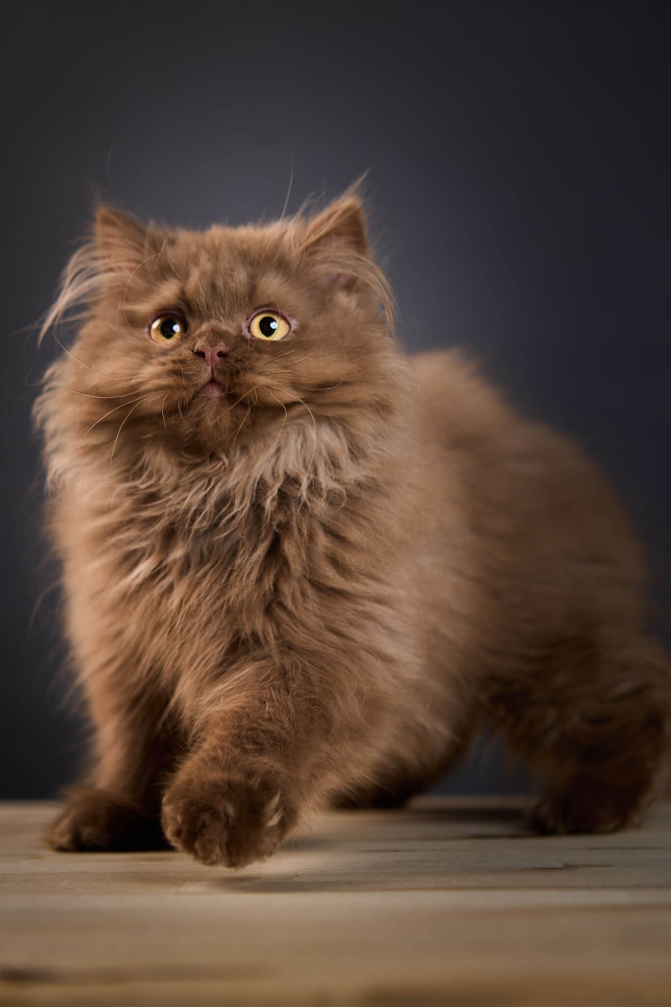 Kiryusha British Longhair Male (Available) $3450