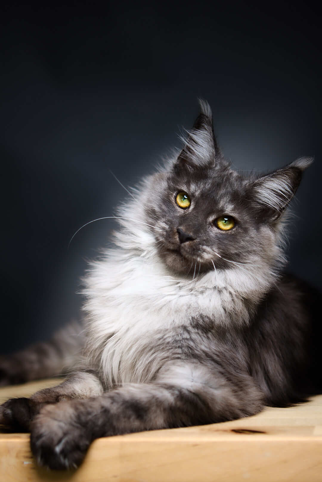Inessa Maine Coon  Female (Available) $3100
