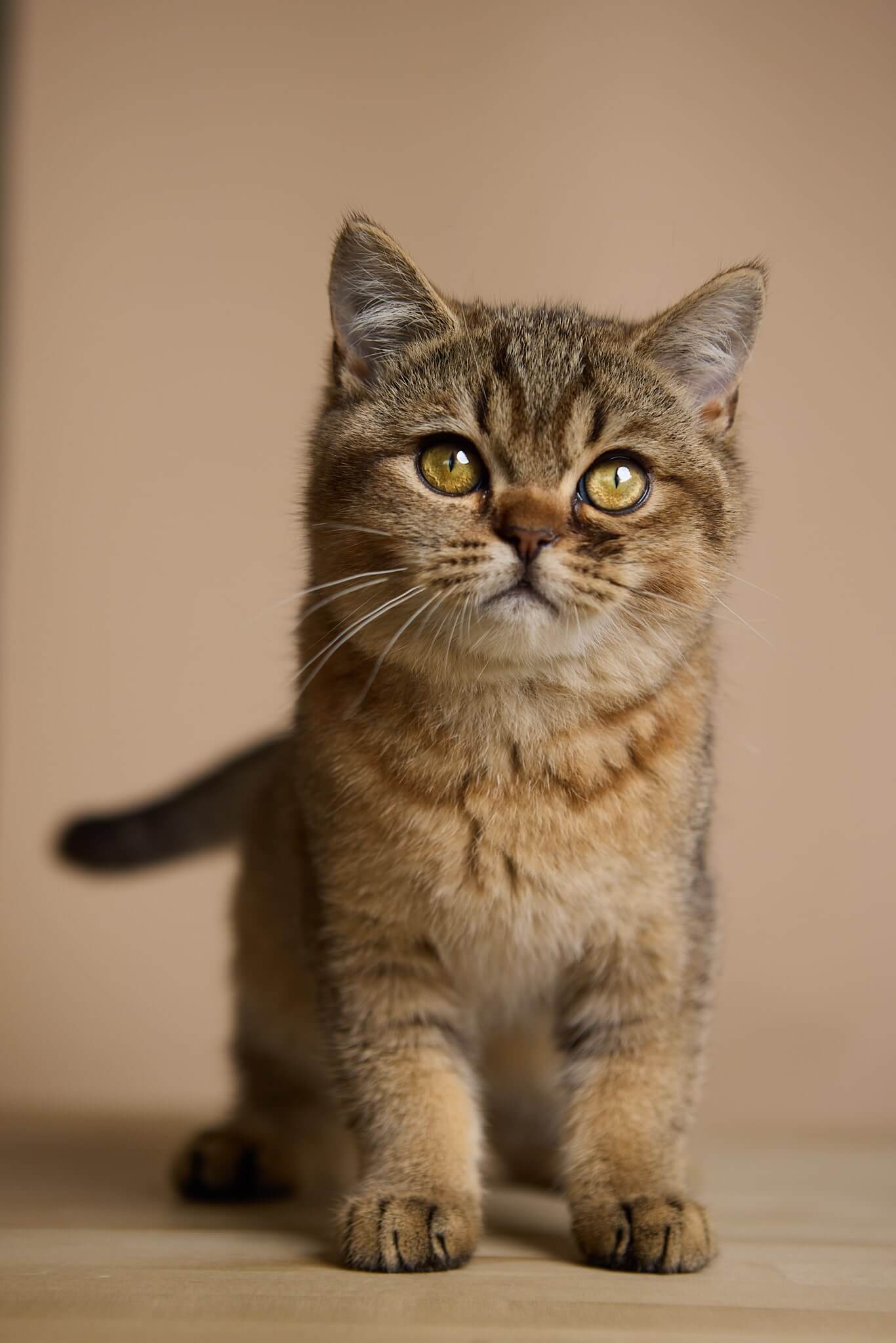 Yummi British Male(Available) $2200