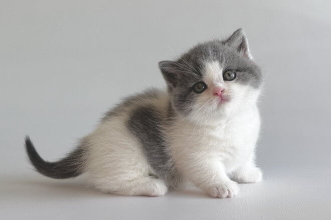 U-Beluga Munchkin Male (Available) $3600