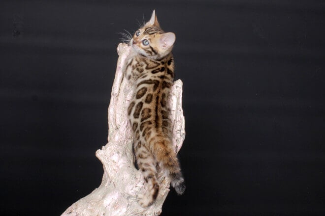 Pasiflora Bengal Female (Available) $2950