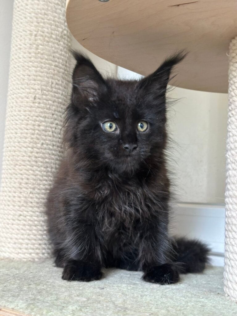 Bonapart  Maine Coon  Male (Available) $3100