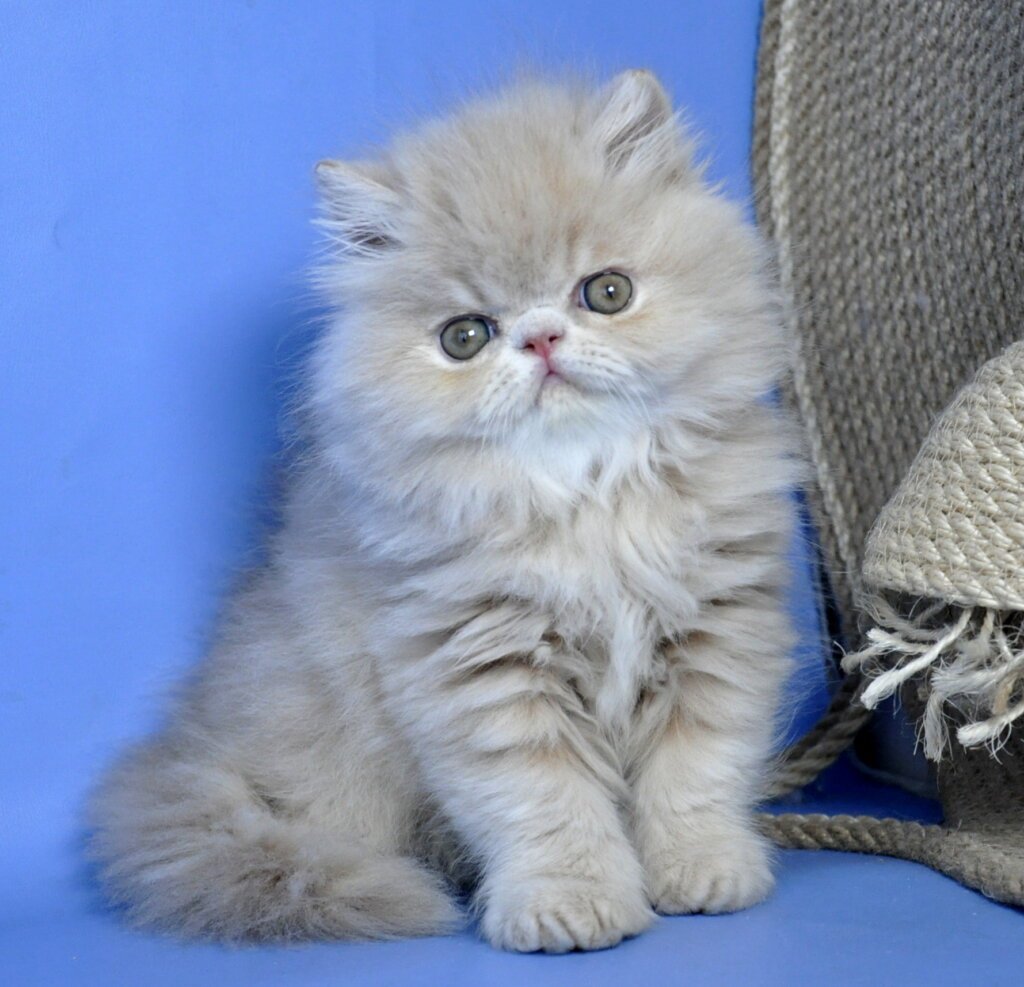 Dallas Persian Male (Available) $3000