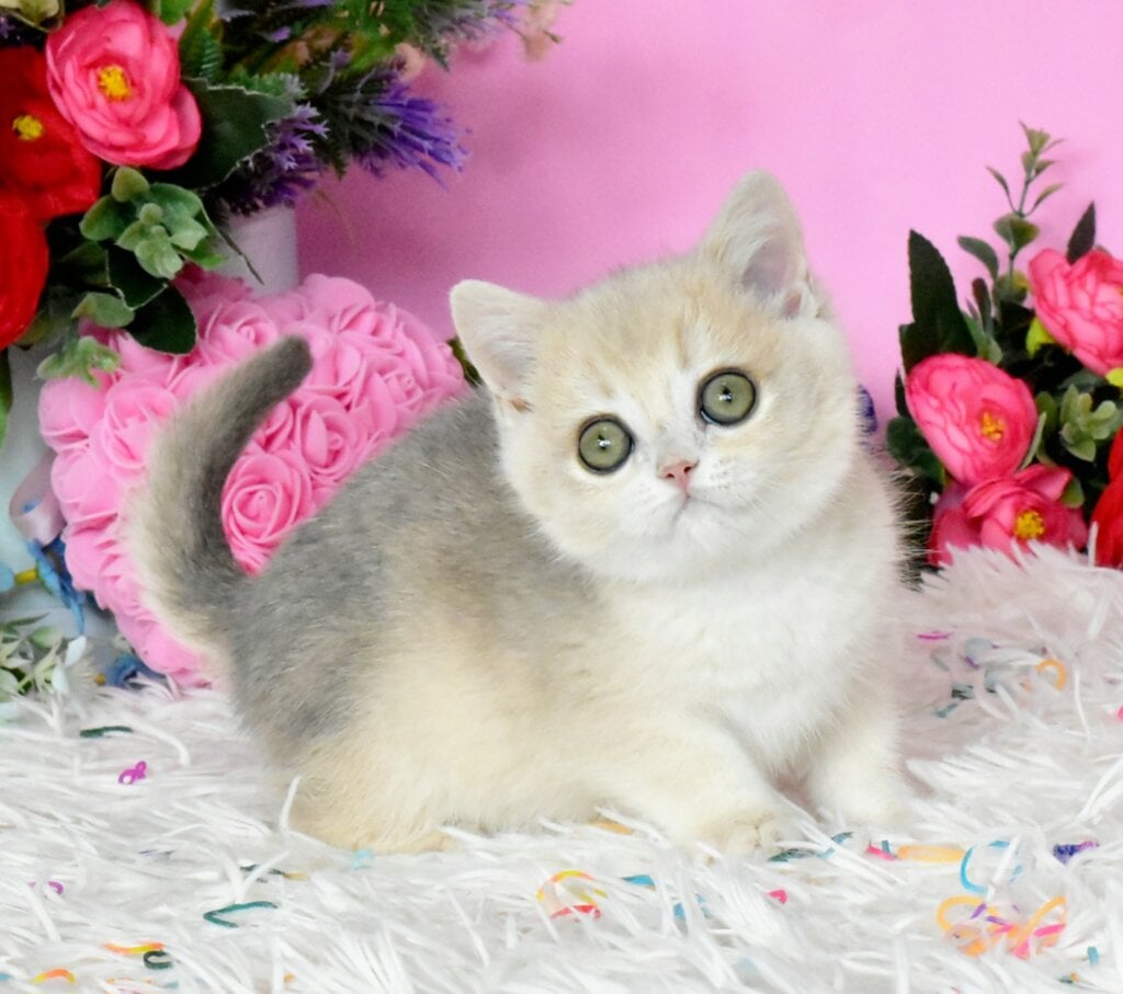 Rose British Shorthair Female (Available) $2900