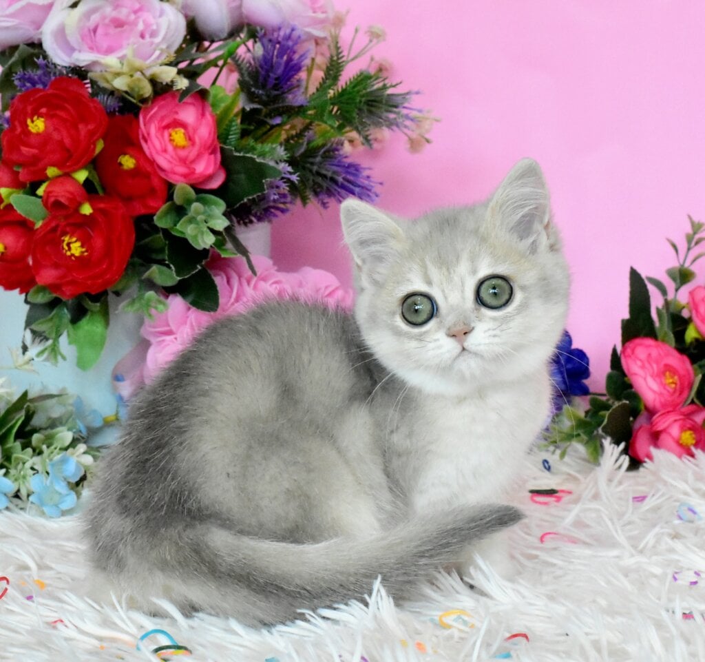 Rada British Shorthair Female (Available) $2800