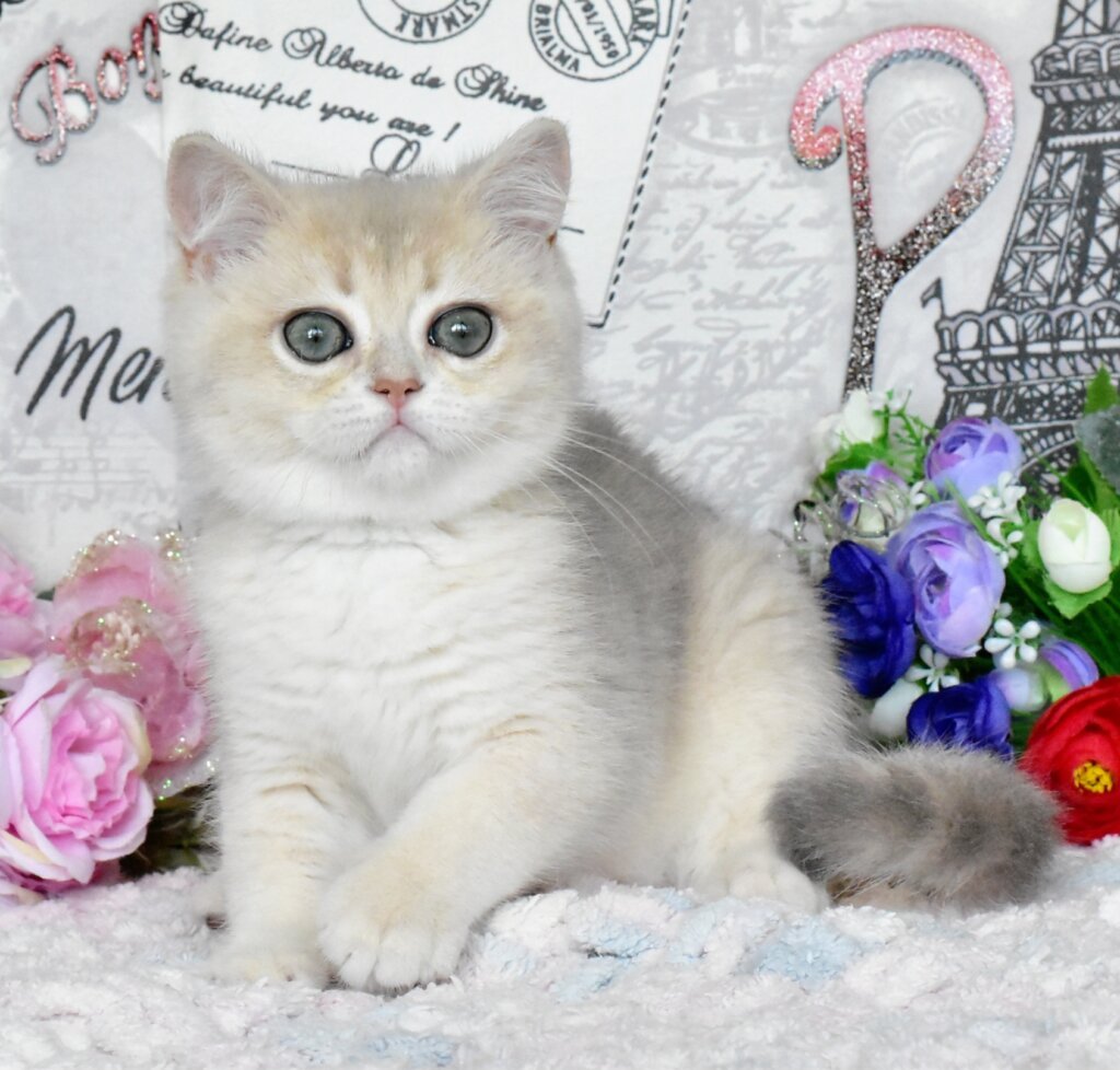 Nike British Shorthair Male (Available) $2850