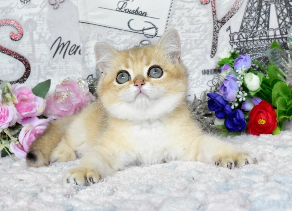 Nolan British Shorthair Male (Available) $2700