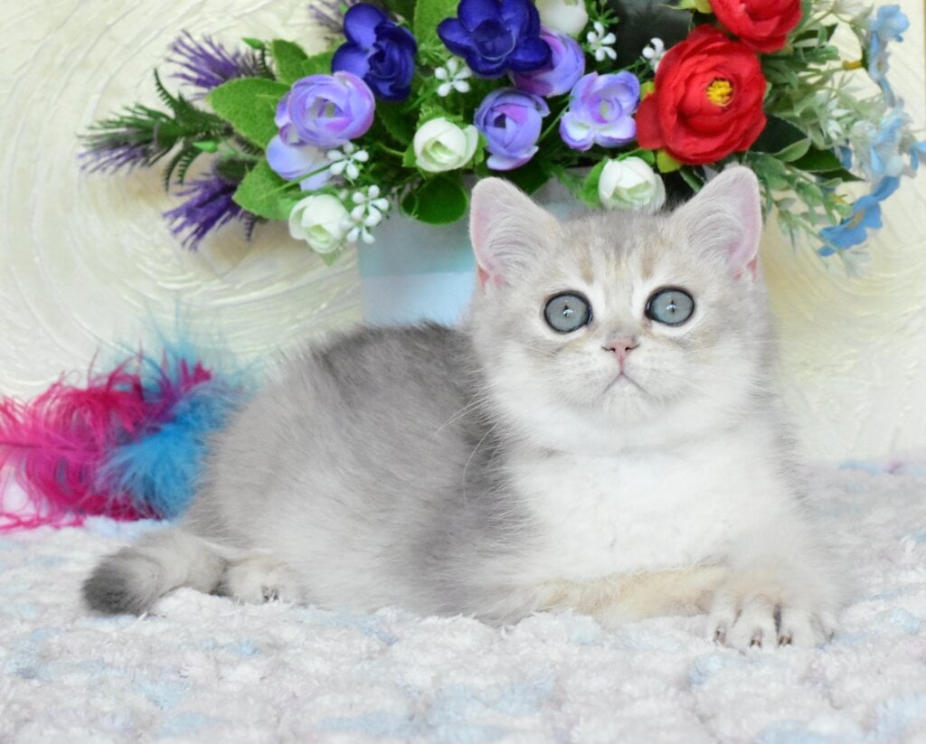 Villie British Shorthair Male (Available) $2800