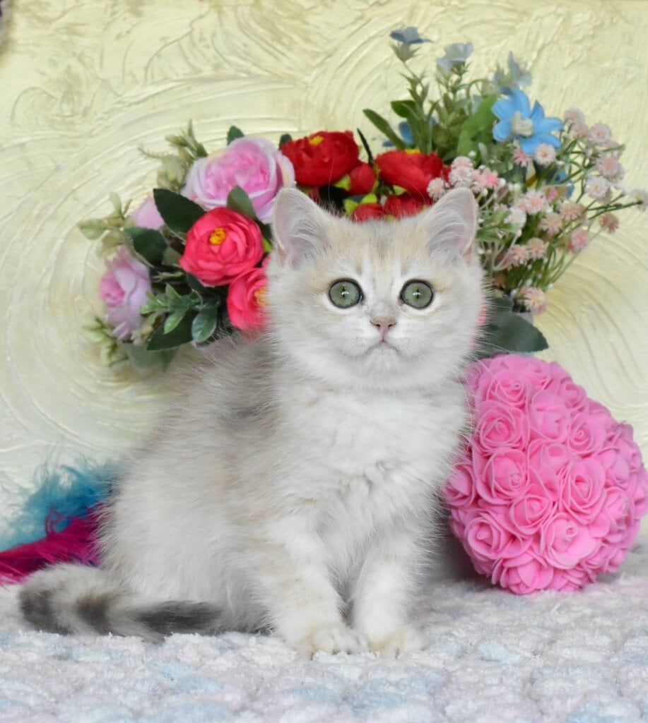 Vilma British Shorthair Female (Available) $2900