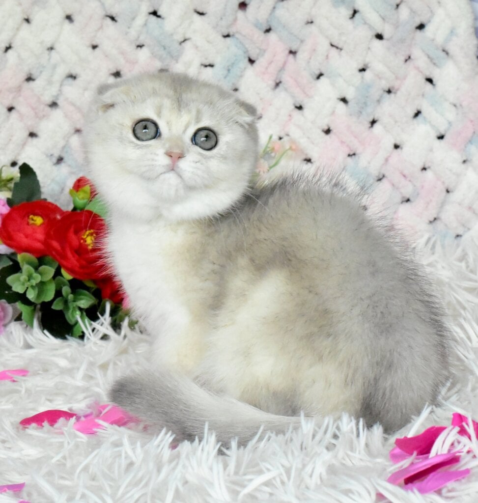Wanesa Scottish Fold Female (Available) $2800