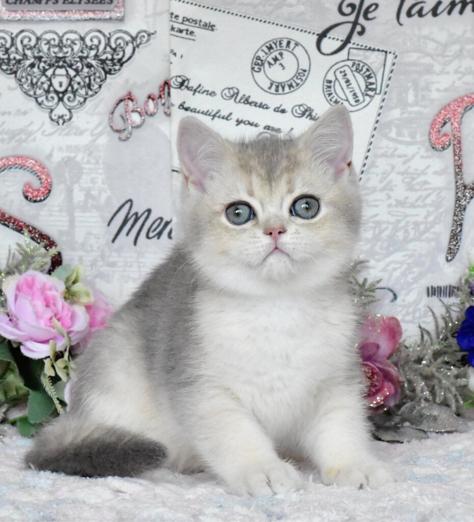 Nazar British Shorthair Male (Available) $2850