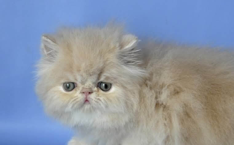 Denis Persian Female (Available) $3000