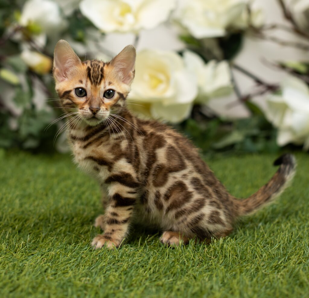 Henny Bengal Female (Available) $3100