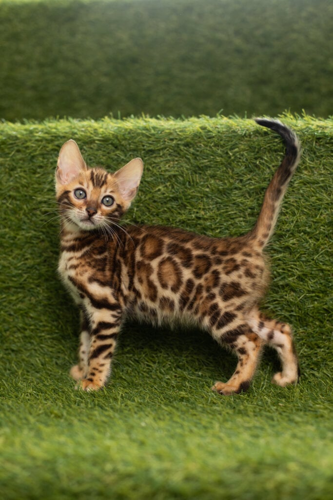 Holly Bengal Female (Available) $3100