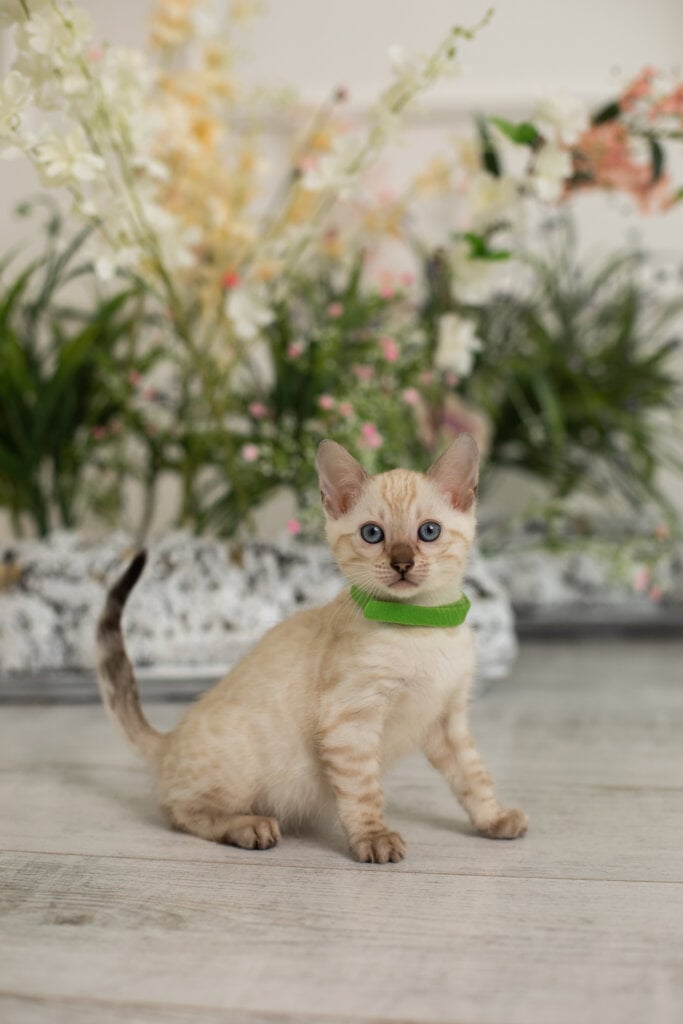 Heidy Bengal Female (Available) $3100