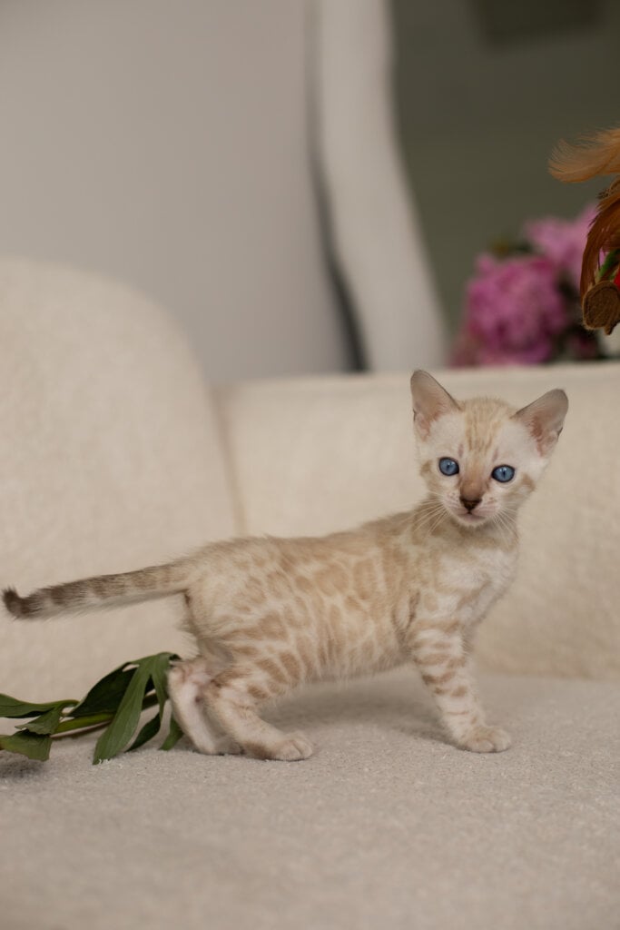 Ivory Bengal Female (Available) $3100