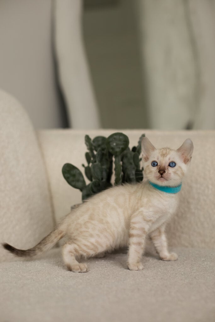 Irwin Bengal Male (Available) $3100