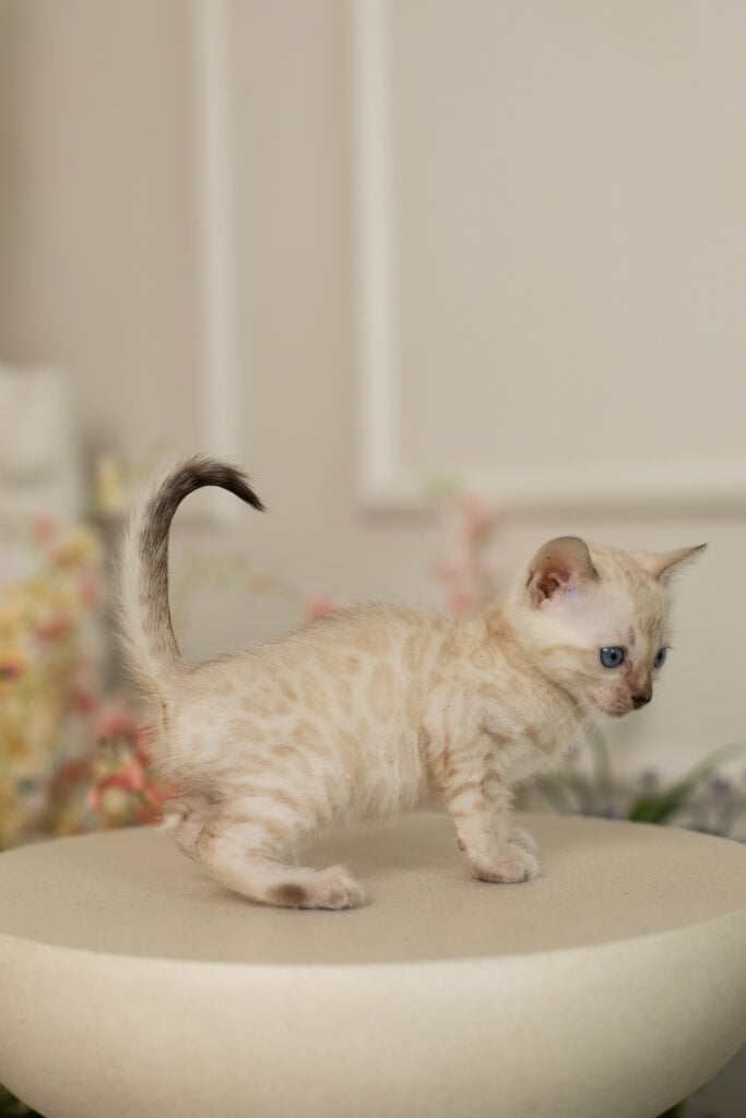 Iris  Bengal Female (Available) $3100